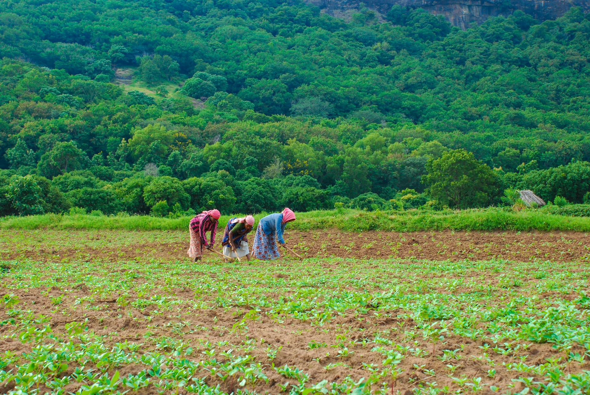 three persons farming on field